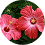 Hibiscus Powder